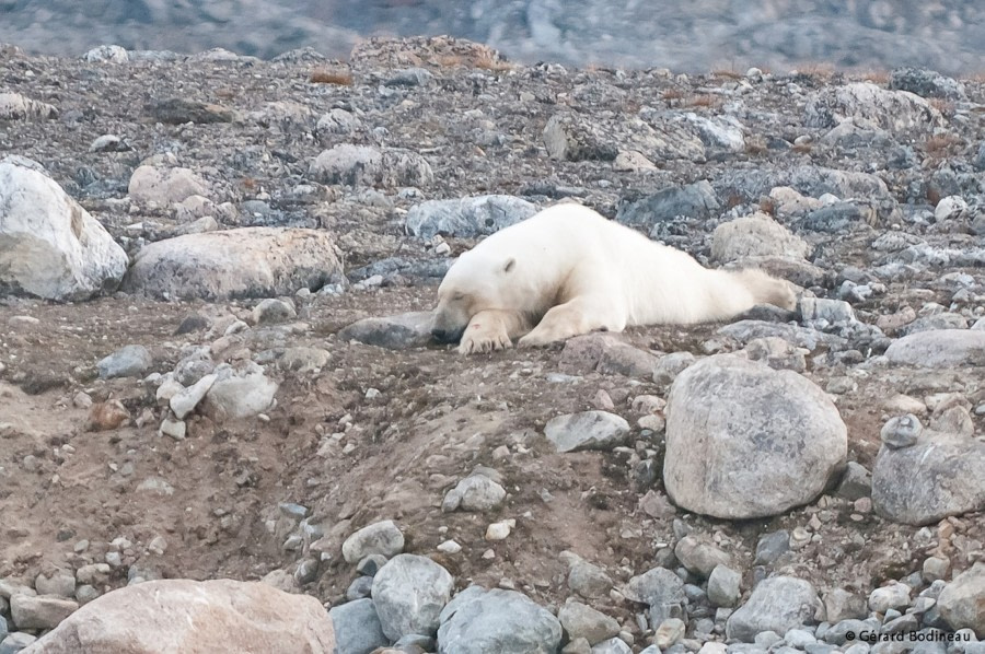 PLA14-17, Day 2 2017-08-21_5_GerardBodineau_FirstPolarBear _Oceanwide Expeditions.jpg