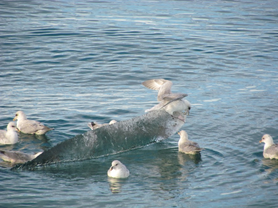 OTL13-17, Day 7, IMG_5481_© Oceanwide Expeditions.JPG