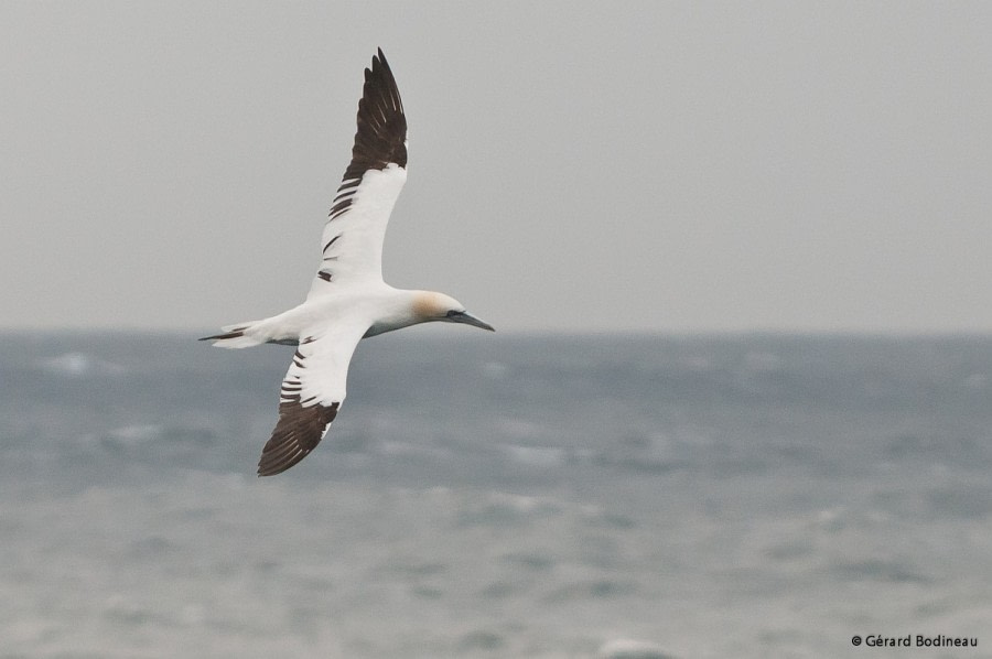 PLA15-17, Day 13 2017-09-10_1_GerardBodineau_NorthernGannet _Oceanwide Expeditions.jpg