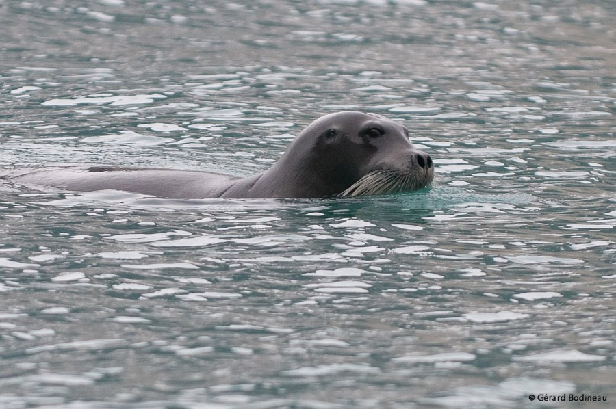 PLA14-17, Day 8 2017-08-27_5_GerardBodineau_BeardedSeal _Oceanwide Expeditions.jpg