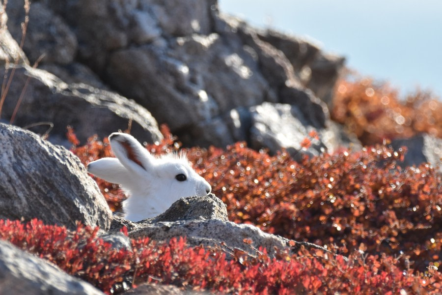 PLA16-17, Day 4 2017-09-14 Åsa Lindgren arctic hare _Oceanwide Expeditions.JPG