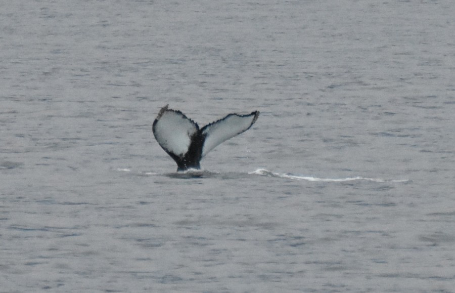 PLA17-17, Day 1 Åsa Lindgren 20170918 4 humpback tail _Oceanwide Expeditions.JPG