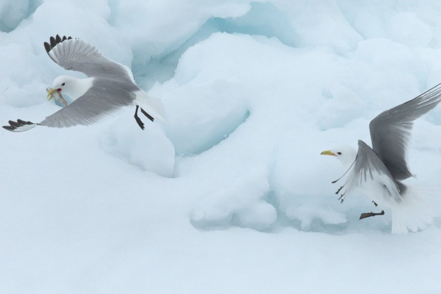 Kittiwakes, Spitsbergen, June © Wendy van Heel_JN2A1980.jpg