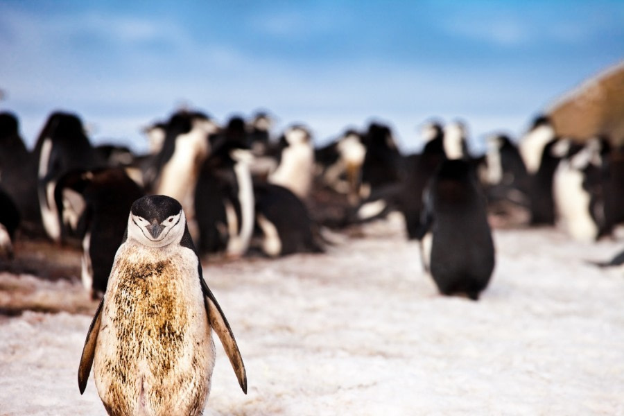 Seven Facts About Antarctic and Sub-Antarctic Penguins