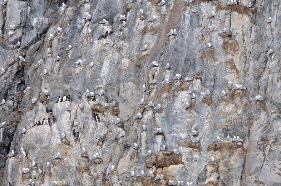 Kittiwake, Greenland, May © Arno Luft-Oceanwide Expeditions (3).jpg