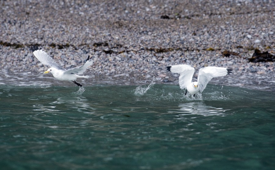 Kittiwake, Spitsbergen (c) Olga Lartceva-Oceanwide Expeditions (1).jpg