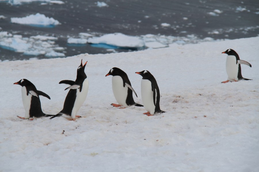 TRIP LOG OTL21-17, Day 8 Neko penguins_© Oceanwide Expeditions.JPG