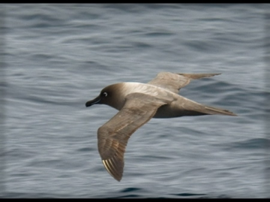 TRIP LOG OTL21-17, Day 2 DSC_6762 light mantled sooty_© Oceanwide Expeditions.jpg