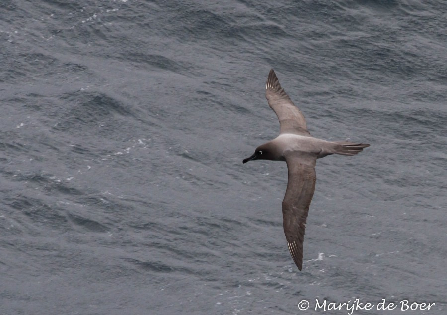 PLA22-17,Light-mantled Sooty Albatross_20171127-IMG_0677_Marijke de Boer_© Oceanwide Expeditions.jpg