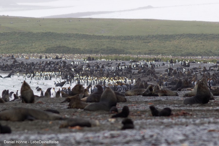 Salisbury Plain and Right Whale Bay, South Georgia