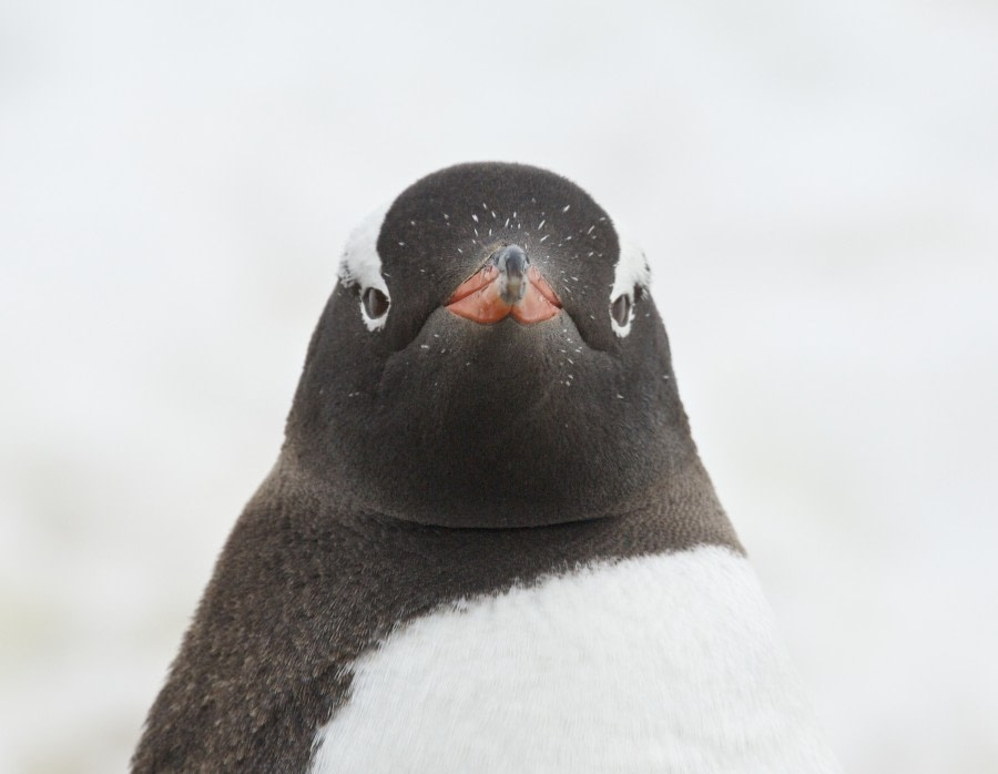 TRIP LOG OTL21-17, Day 8 Gentoo!_© Oceanwide Expeditions.jpg