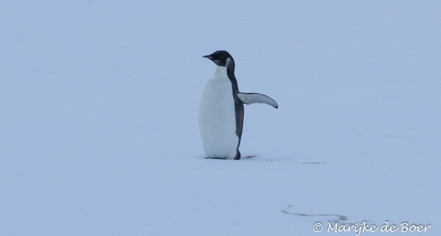 Cuverville Island and Paradise Bay, Antarctica