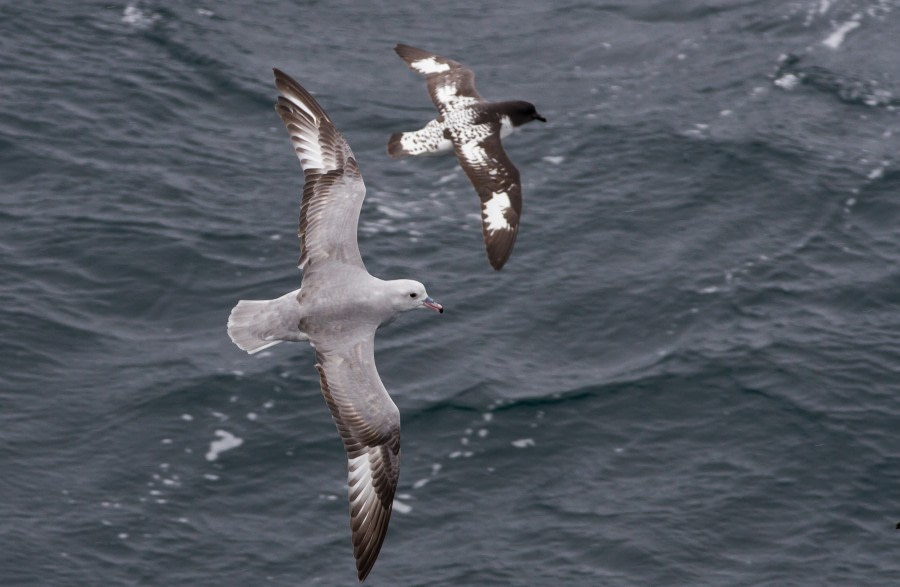 Southern fulmar, Drake passage © Marijke de Boer - Oceanwide Expeditions.jpg