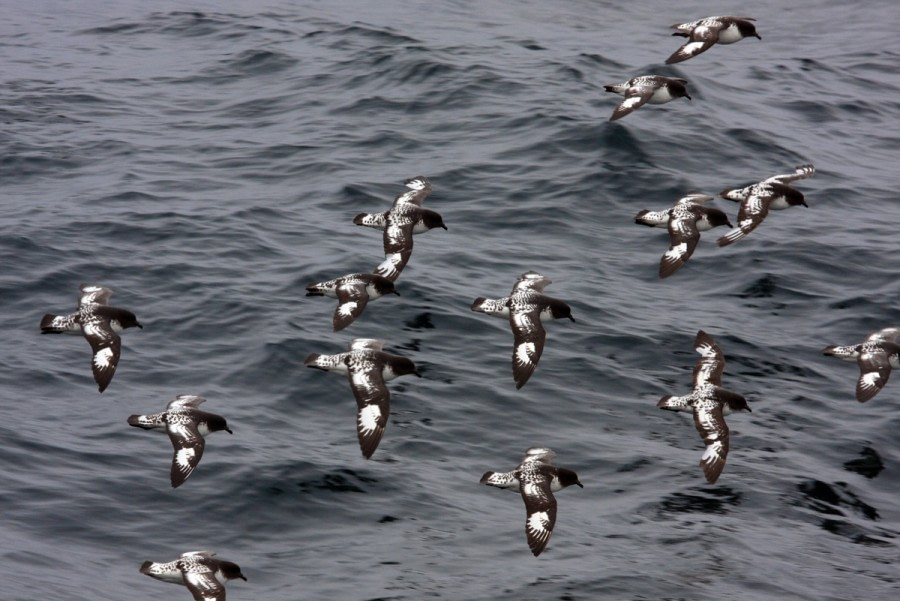 TRIP LOG OTL21-17, Day 10 0149QuarkAntarctica_© Oceanwide Expeditions.jpg