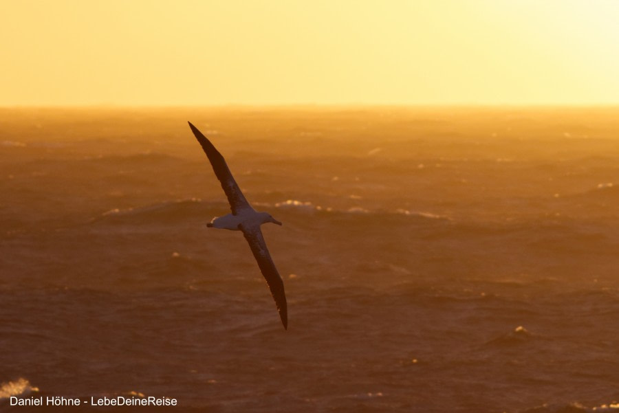 PLA23-17, Day 7 KT3A1544-Daniel Hoehne_© Oceanwide Expeditions.jpg