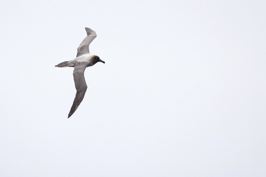 TRIP LOG OTL21-17, Day 3 sooty albatross_© Oceanwide Expeditions.jpg