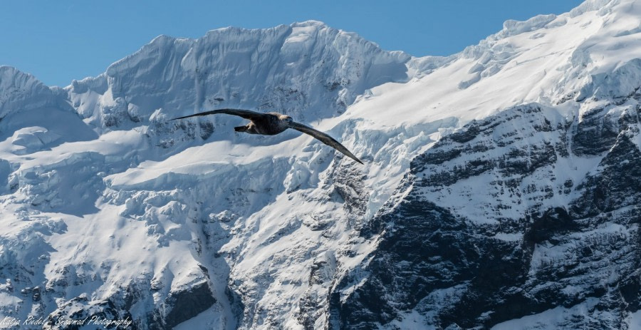 Point Wild, Elephant Island