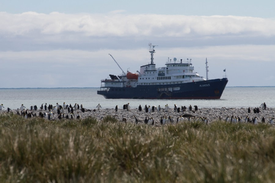 Salisbury Plain and Prion Island, South Georgia