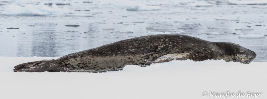 PLA23-17, Day 15 Leopard seal_20171213-IMG_3133_Marijke de Boer_© Oceanwide Expeditions.jpg