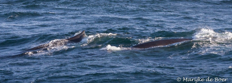 PLA22-17,FIn whale_20171113-IMG_7851_Marijke de Boer_© Oceanwide Expeditions.jpg