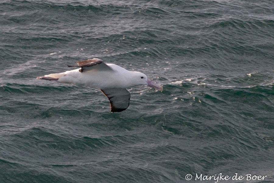 PLA22-17,Royal albatross_20171110-IMG_7005_Marijke de Boer_© Oceanwide Expeditions.jpg