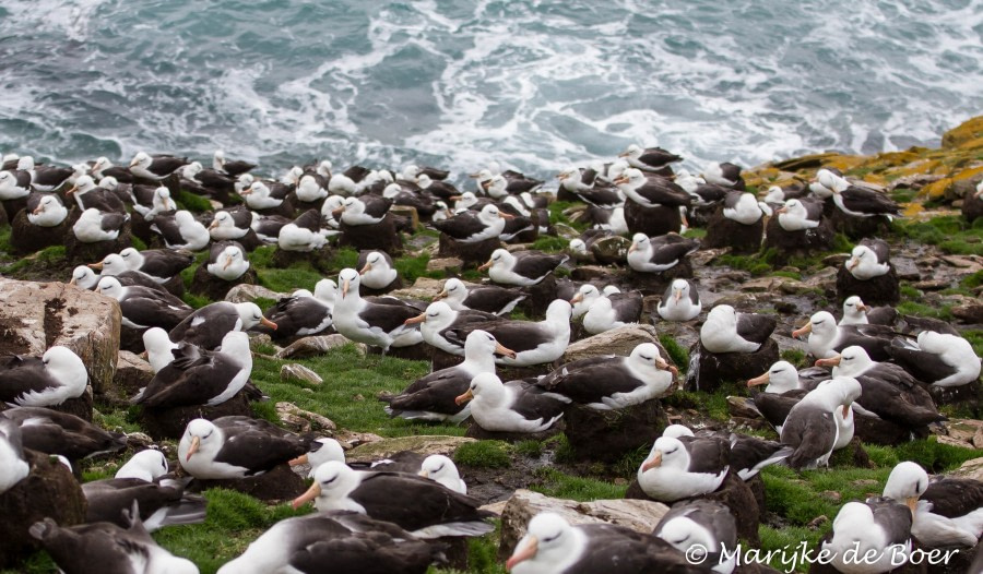 PLA22-17,Saunders Island_Black-browed albatross_20171112-IMG_7630_Marijke de Boer_© Oceanwide Expeditions.jpg