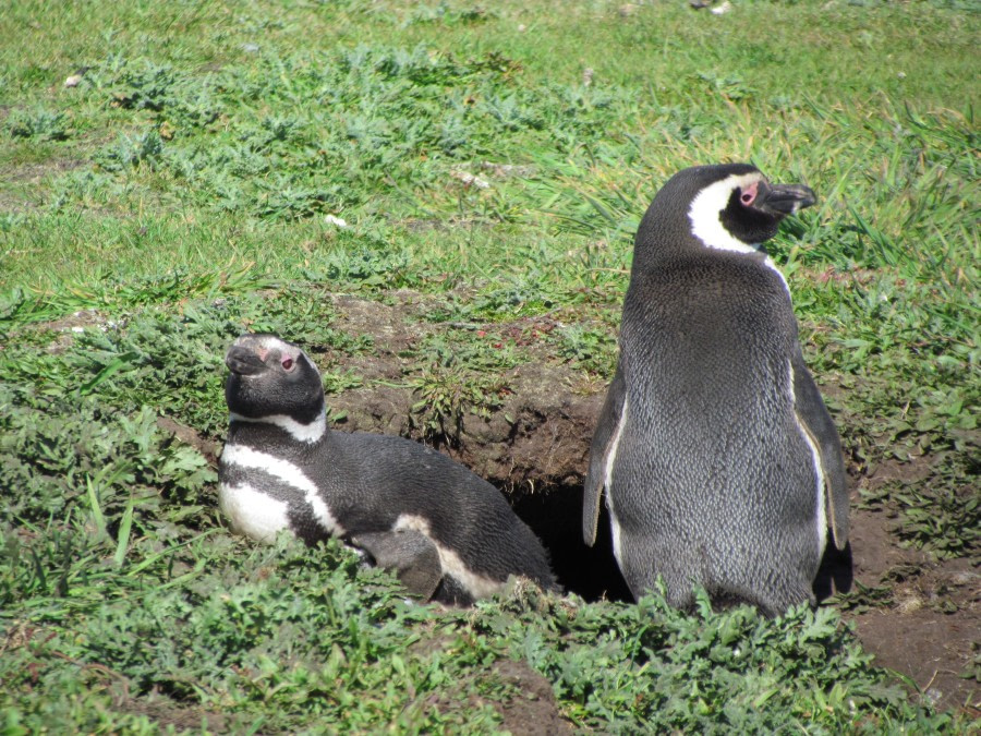 Carcass and Saunders Islands, Falkland Islands