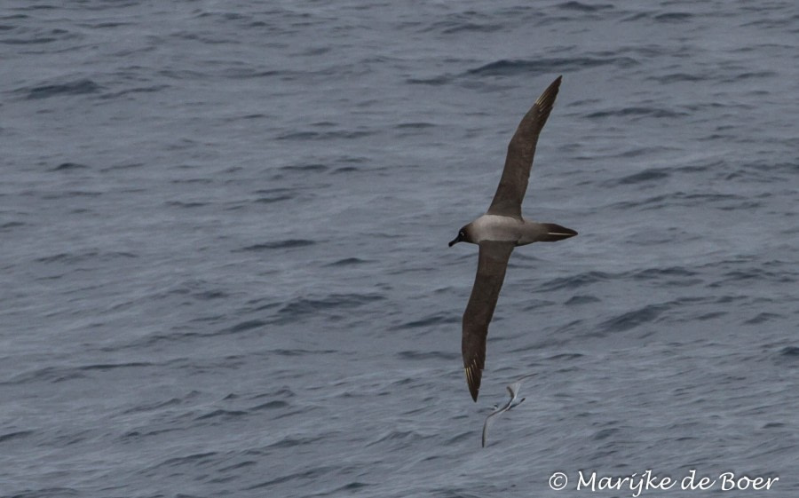 PLA22-17,Light-mantled sooty albatross_20171114-IMG_8055_Marijke de Boer_© Oceanwide Expeditions.jpg