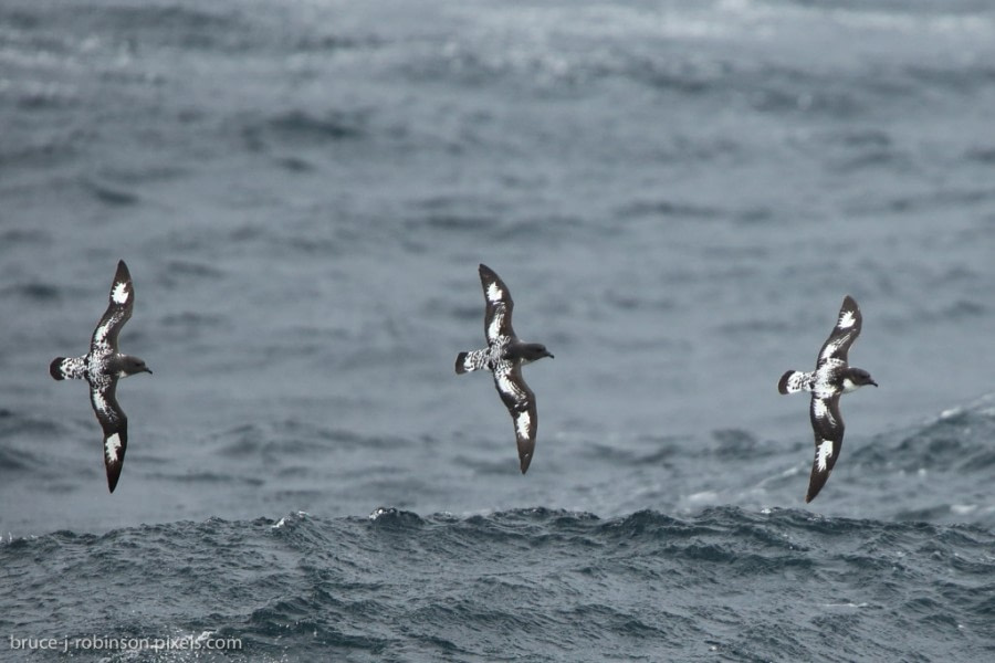 OTL23A-17,OTL23 log Day 2 Bruce Robinson_© Oceanwide Expeditions.jpg