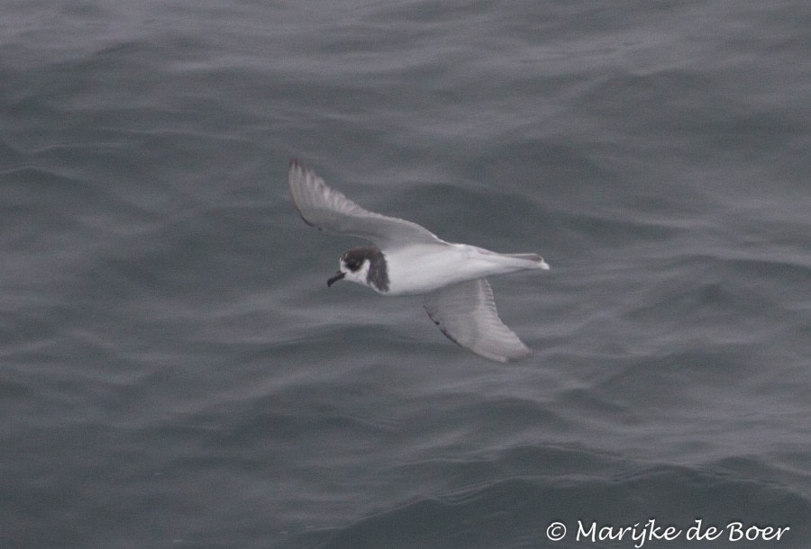 PLA22-17,Blue Petrel_20171120-IMG_9503_Marijke de Boer_© Oceanwide Expeditions.jpg