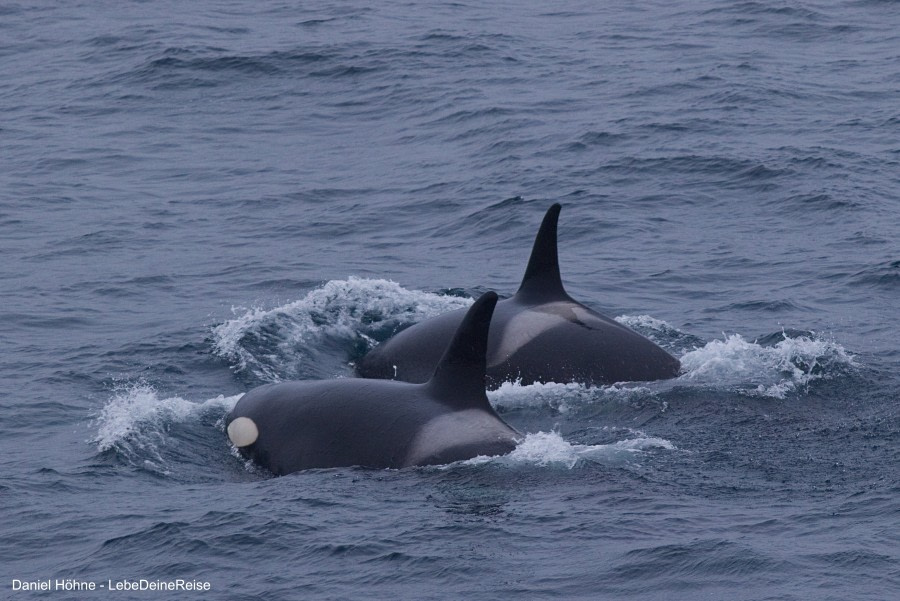 At Sea to Elephant Island