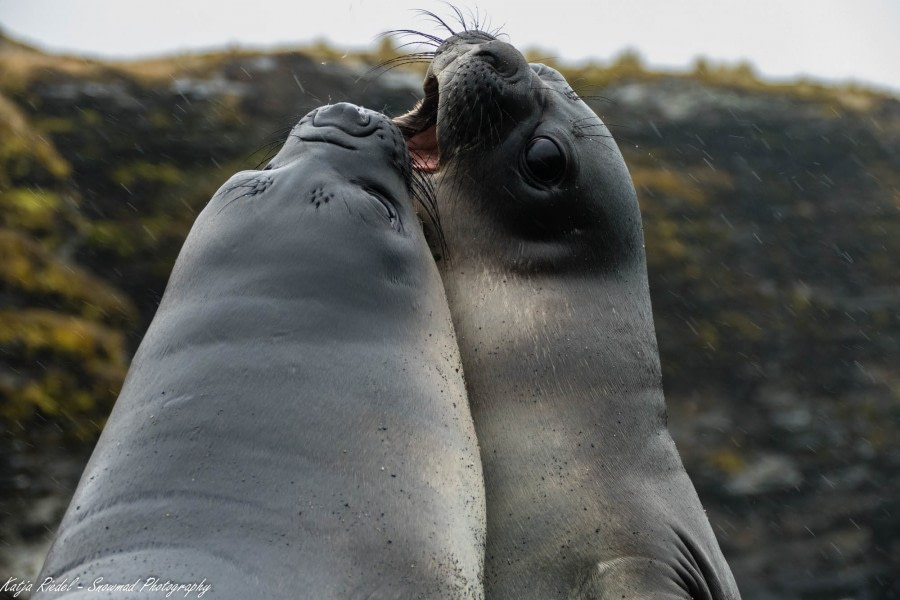 PLA22-17,20171119_P2010312_Katja Riedel_© Oceanwide Expeditions.jpg