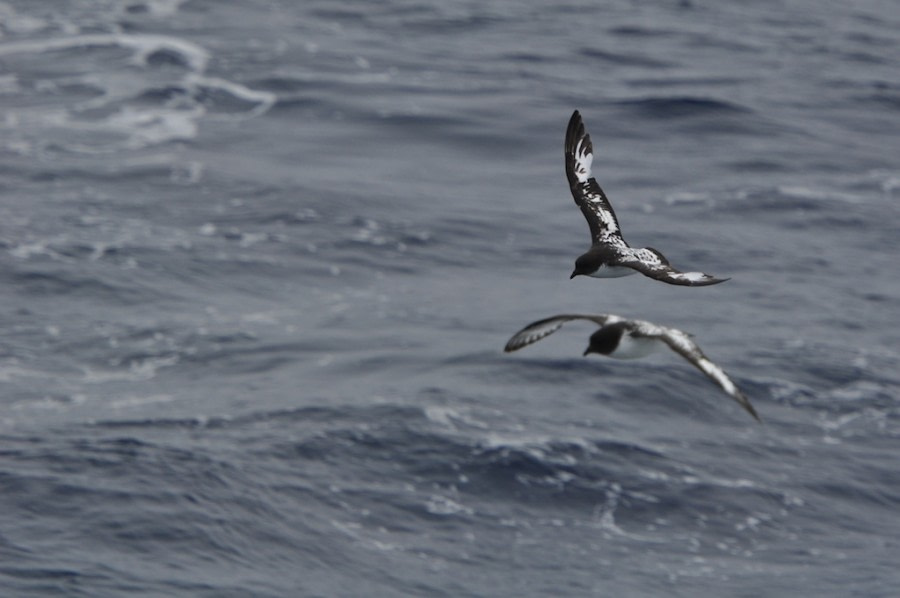 TRIP LOG OTL21-17, Day 10 cape petrel_© Oceanwide Expeditions.jpg