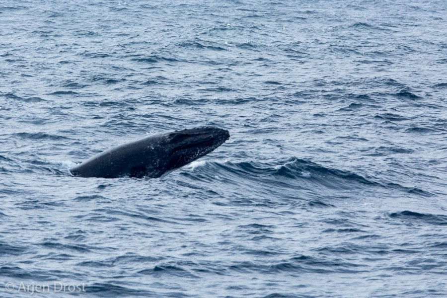 At Sea in the Drake Passage