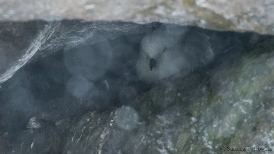 OTL25-18, Day 14, 20171229_SandraPetrowitz_BrownBluff_Nesting_SnowPetrel_© Oceanwide Expeditions.jpg