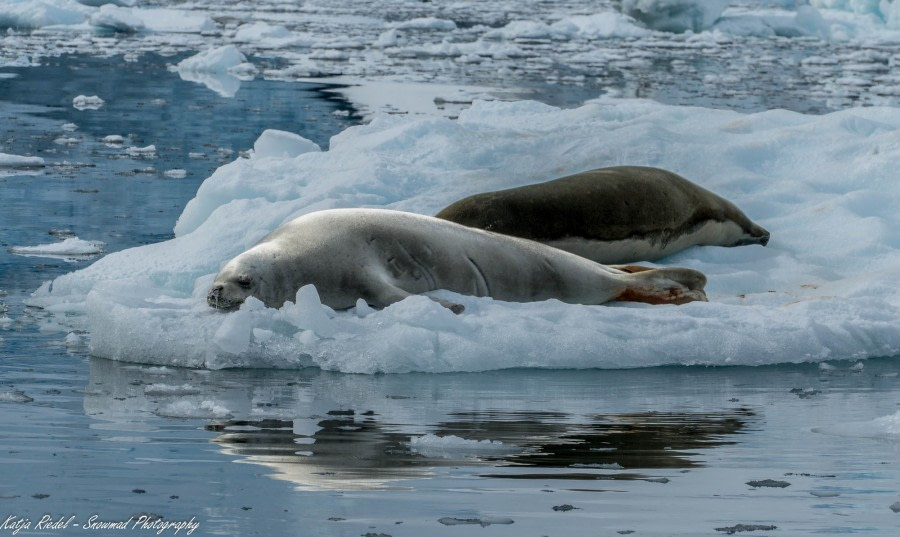 PLA24-17, 20171224_Katja Riedel_Crabeater seals_© Oceanwide Expeditions.jpg