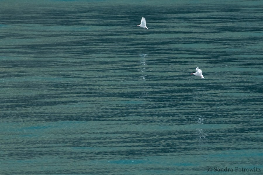 OTL25-18, Day 08, 20171223_SandraPetrowitz_Maiviken_Terns_Feeding_© Oceanwide Expeditions.jpg