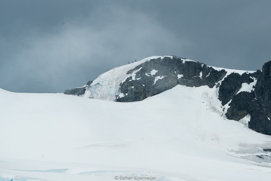 PLA25-17, 2018-01-01 Cuverville Island - Esther Kokmeijer-34_© Oceanwide Expeditions.jpg