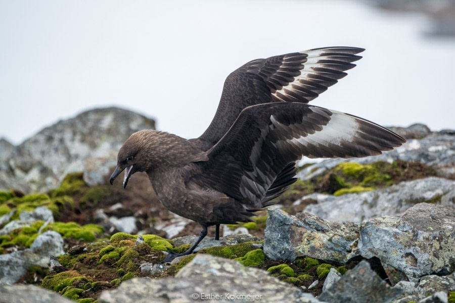 PLA25-17, 2018-01-01 Cuverville Island - Skua - Esther Kokmeijer-32_© Oceanwide Expeditions.jpg