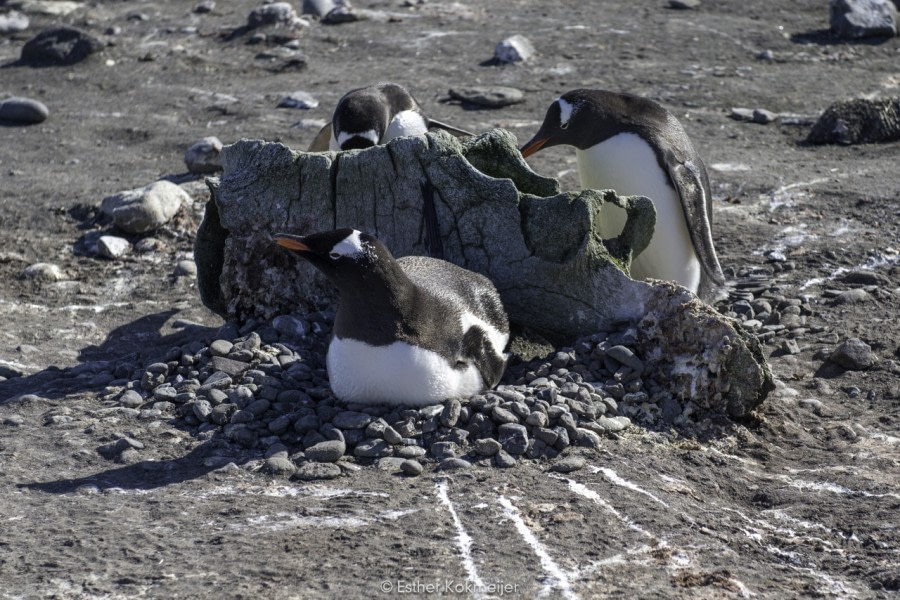 PLA24-17, 2017-12-26 - Barientos Island Esther kokmeijer-03_© Oceanwide Expeditions.jpg