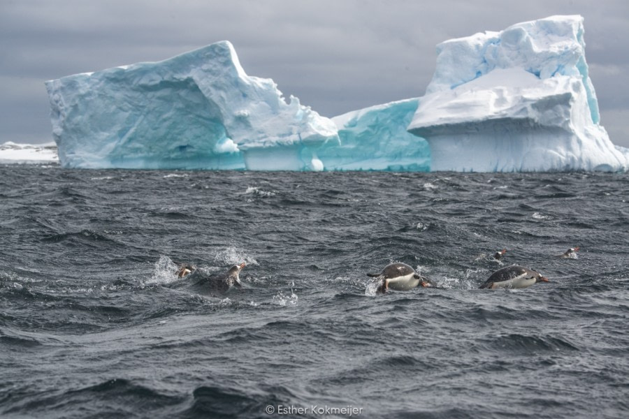 PLA24-17, 2017-12-23 - Zodiac Cruise Esther Kokmeijer-08_© Oceanwide Expeditions.jpg