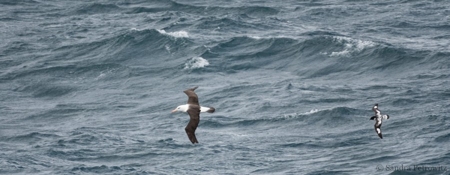 OTL25-18, Day 02, 20171217_SandraPetrowitz_Black-browed_Albatros_Pintado_© Oceanwide Expeditions.jpg