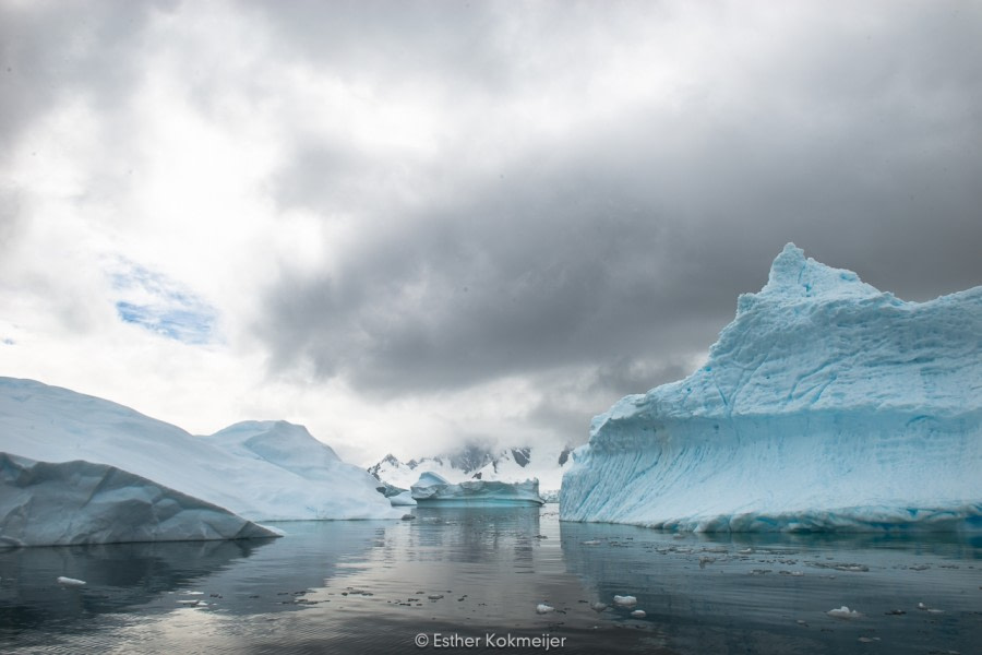 PLA25-17, 2018-01-01 Cuverville Island - Esther Kokmeijer-49_© Oceanwide Expeditions.jpg