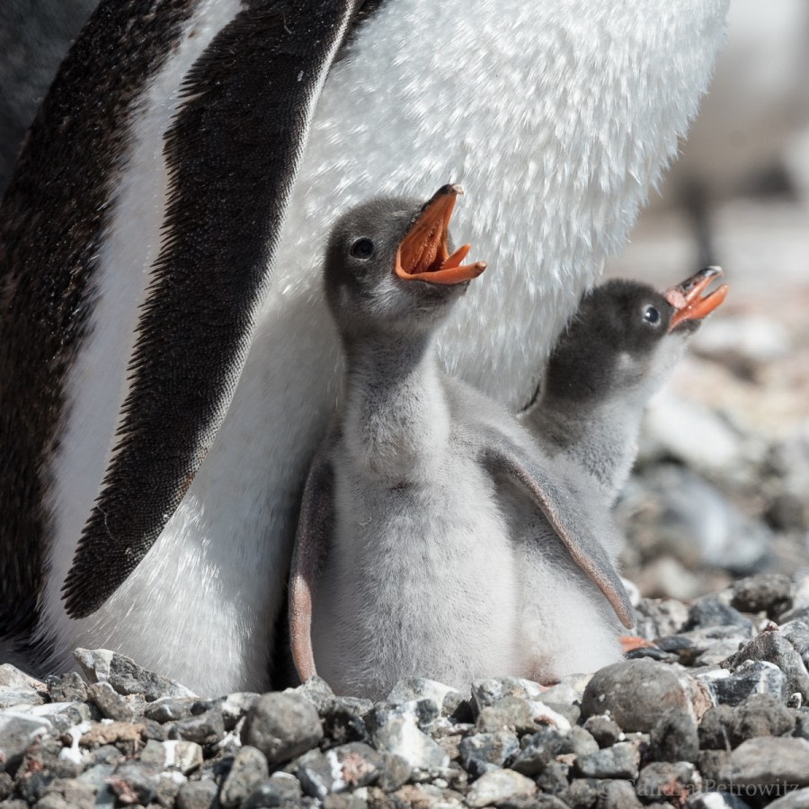 OTL26-18, Day 6 20180108_SandraPetrowitz_PortLockroy_GentooChicks_© Oceanwide Expeditions.jpg