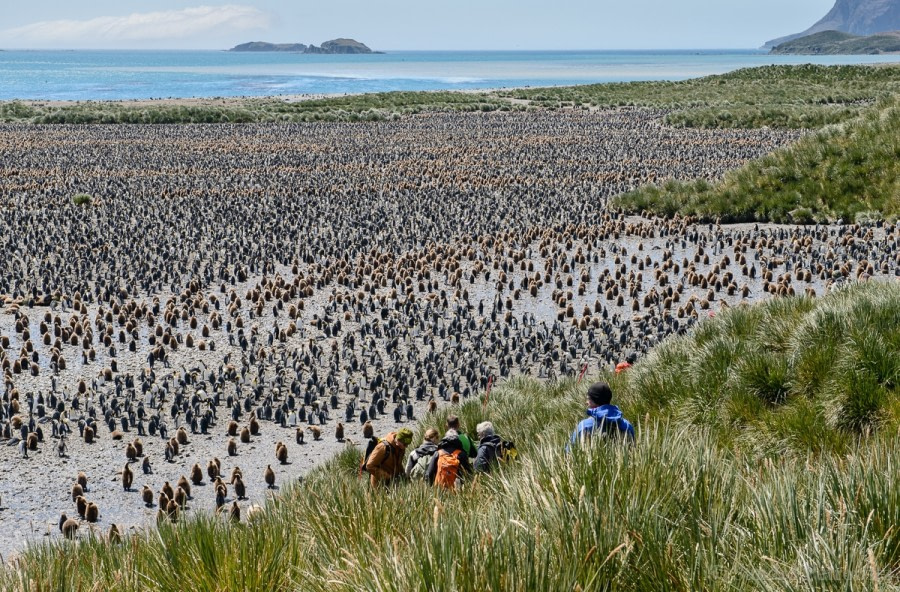 Bay of Isles, Salisbury Plain & Brighton Beach, Possession Bay, South Georgia