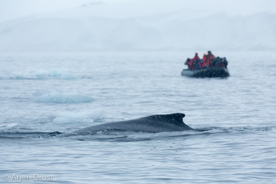 Kinnes Cove & Brown Bluff, Antarctic Sound,  Antarctic Peninsula