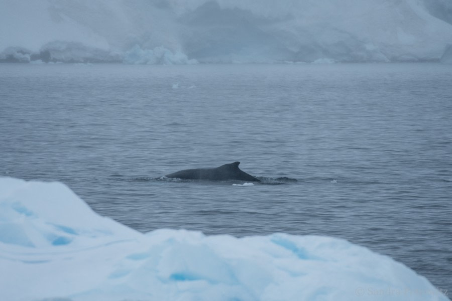 OTL26-18, Day 7 20180109_SandraPetrowitz_Wilhelmina_Humpback_© Oceanwide Expeditions.jpg