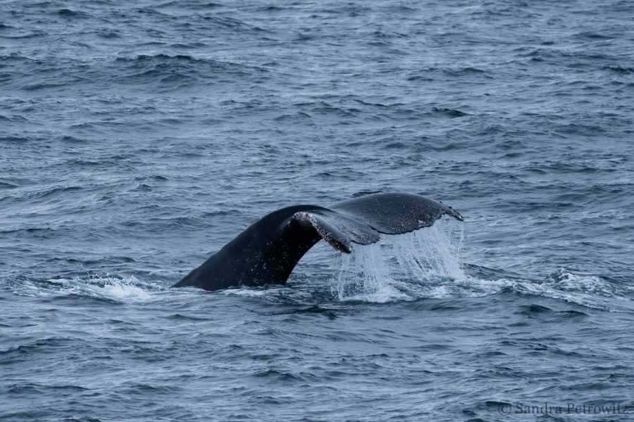 OTL25-18, Day 15, 20171230_SandraPetrowitz_Humpback_Fluke_© Oceanwide Expeditions.jpg