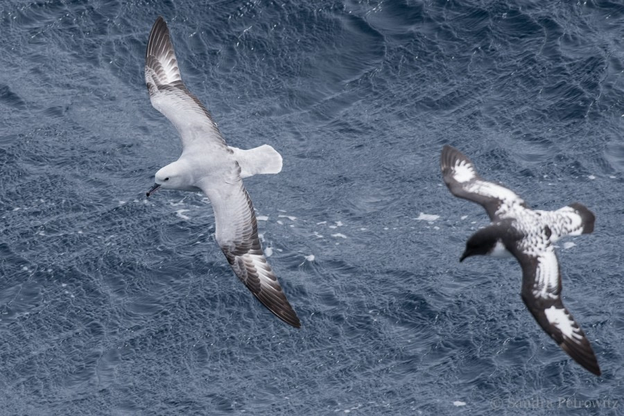 At Sea towards Antarctica