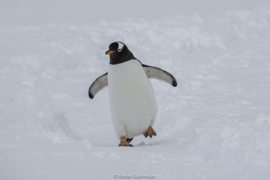 PLA24-17, 2017-12-25 - Orne Islands Esther kokmeijer-08_© Oceanwide Expeditions.jpg